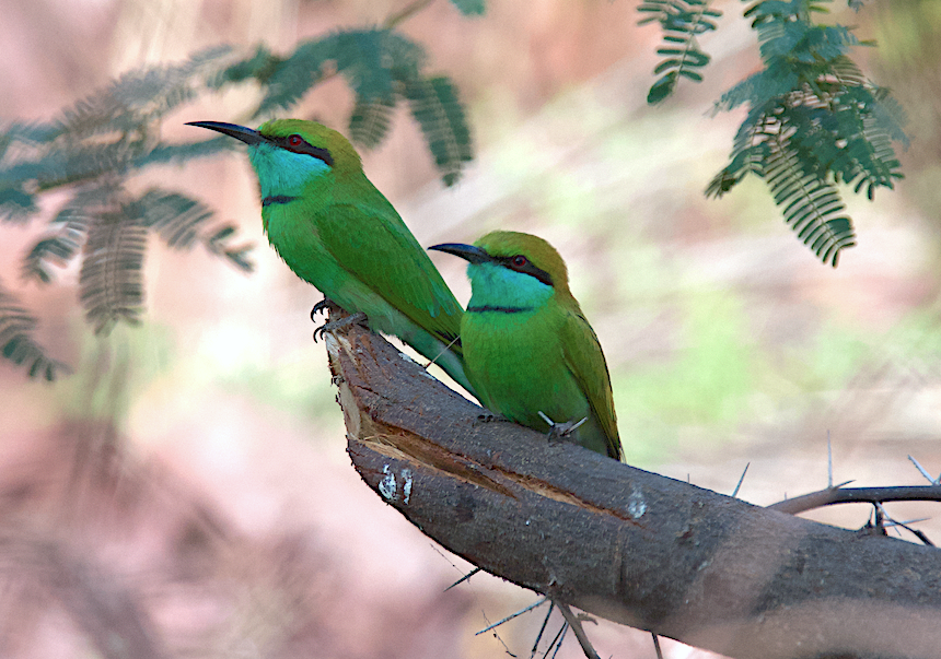Asian Green Bee-eater - Ashis Kumar  Pradhan