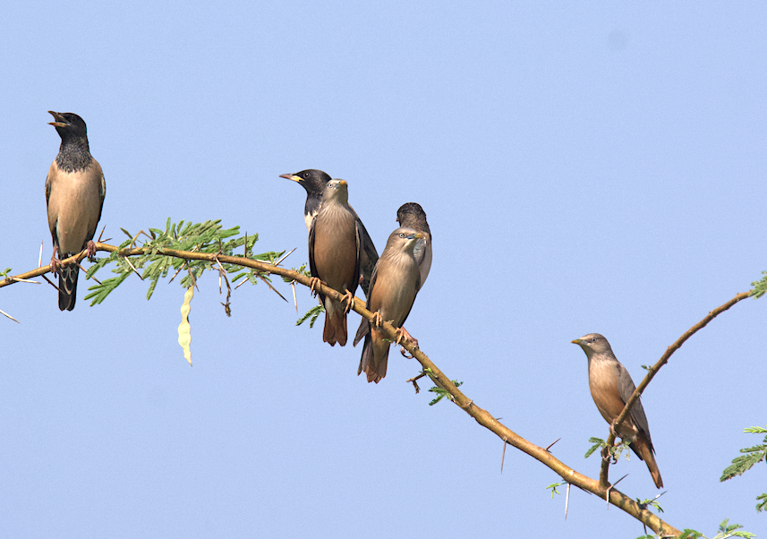 Chestnut-tailed Starling - Ashis Kumar  Pradhan