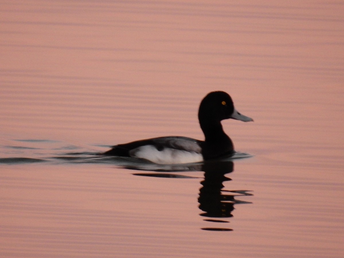 Greater Scaup - Michael James