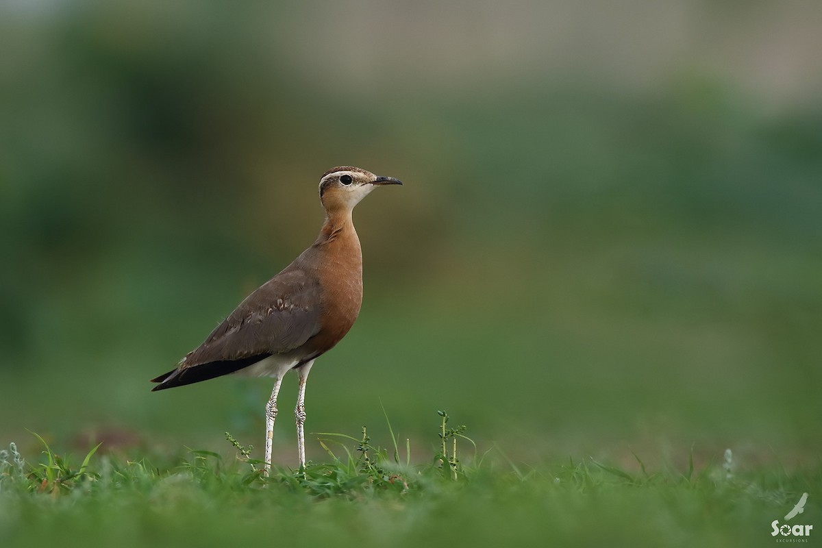 Indian Courser - ML133954261