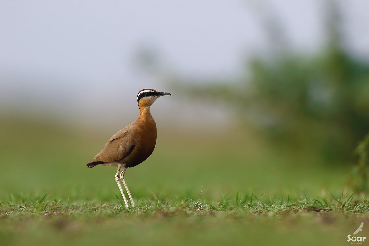 Indian Courser - ML133954271