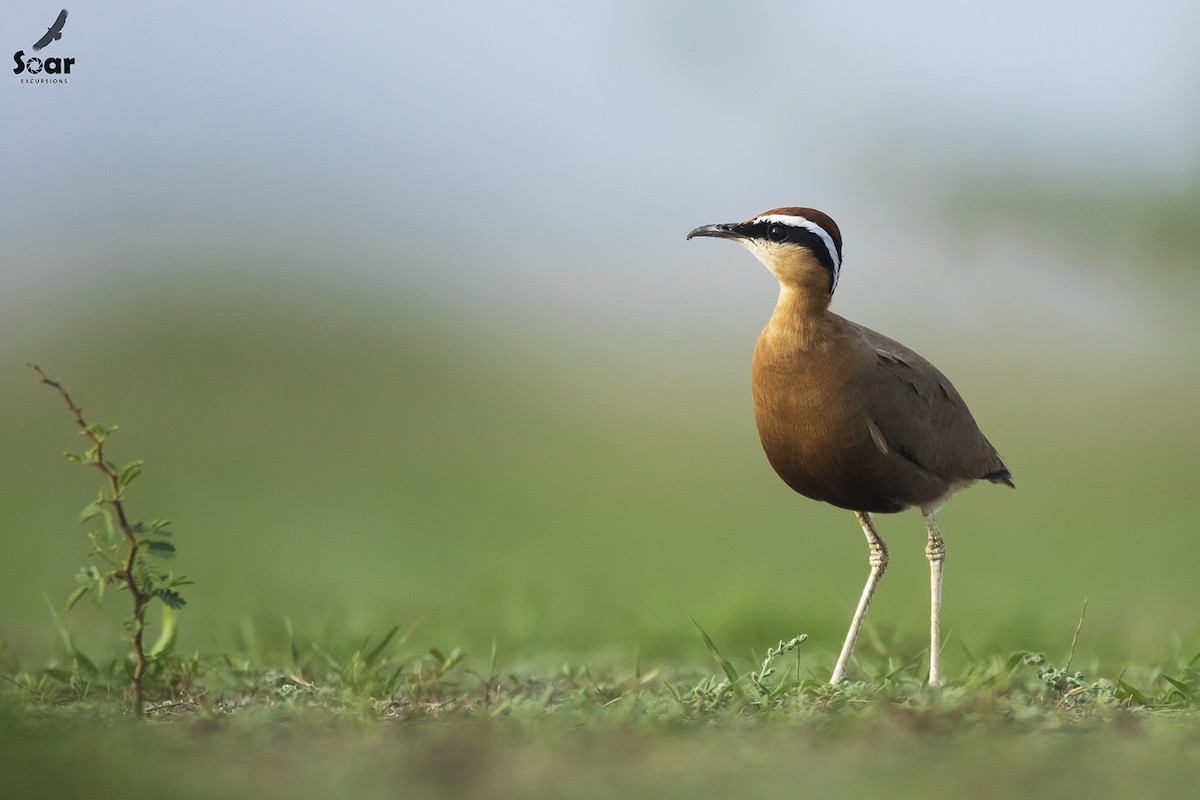 Indian Courser - ML133954281