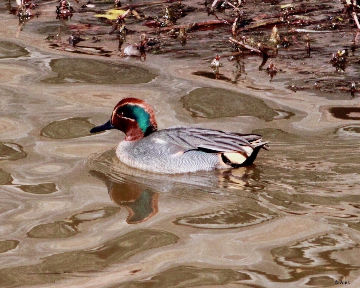 Green-winged Teal - ML133958321