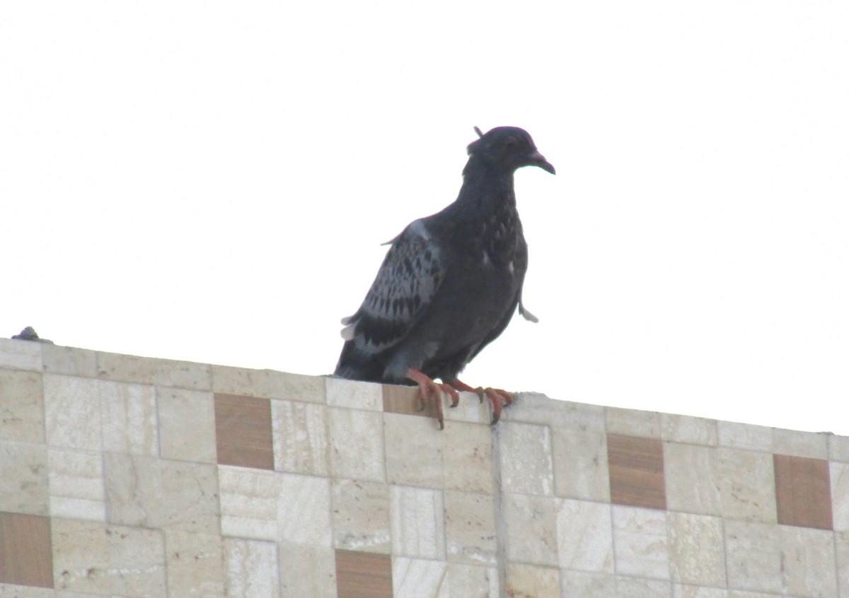 Rock Pigeon (Feral Pigeon) - ML133959111