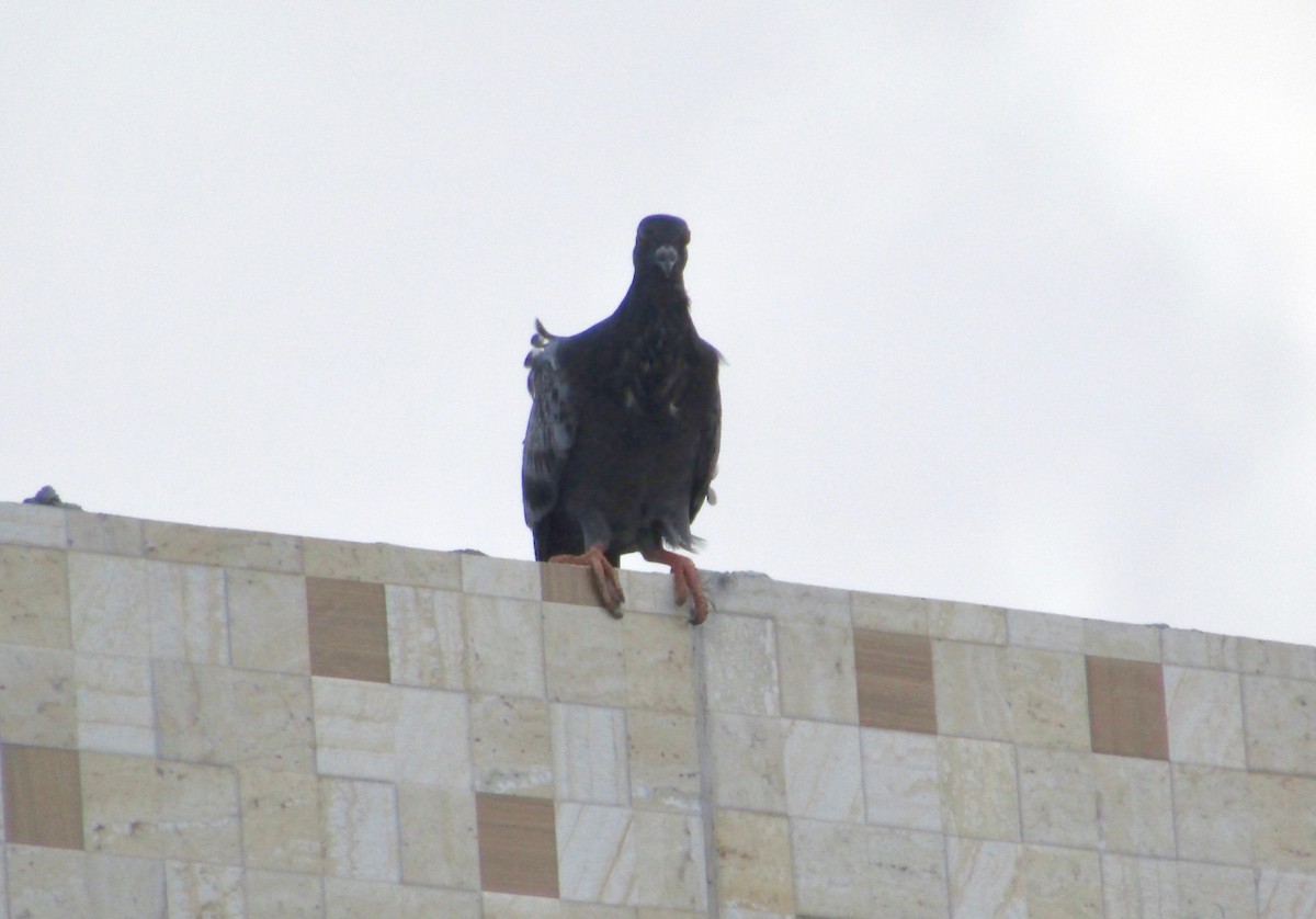 Rock Pigeon (Feral Pigeon) - ML133959121