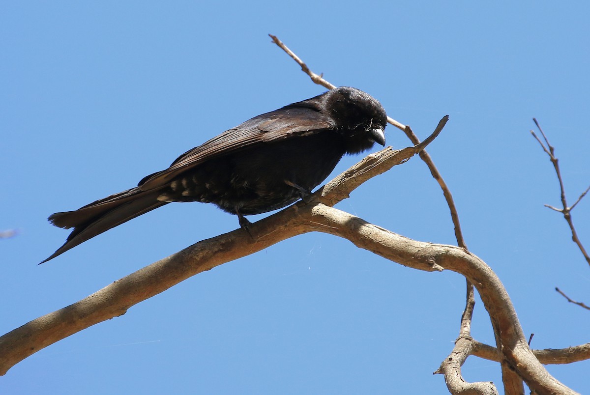 Fork-tailed Drongo - Patrick MONNEY