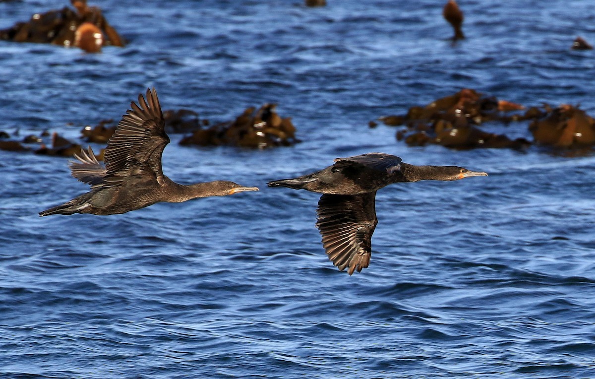 Cape Cormorant - Patrick MONNEY