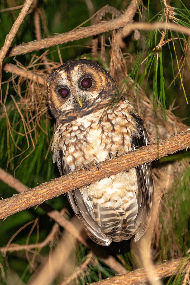 Rufous-banded Owl - ML133967501