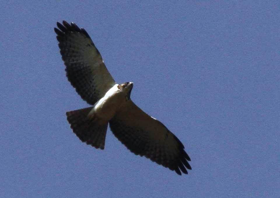 Short-tailed Hawk - Paul Marvin