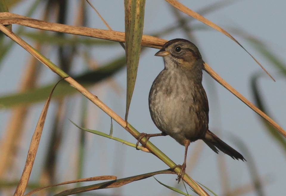 Swamp Sparrow - Paul Marvin