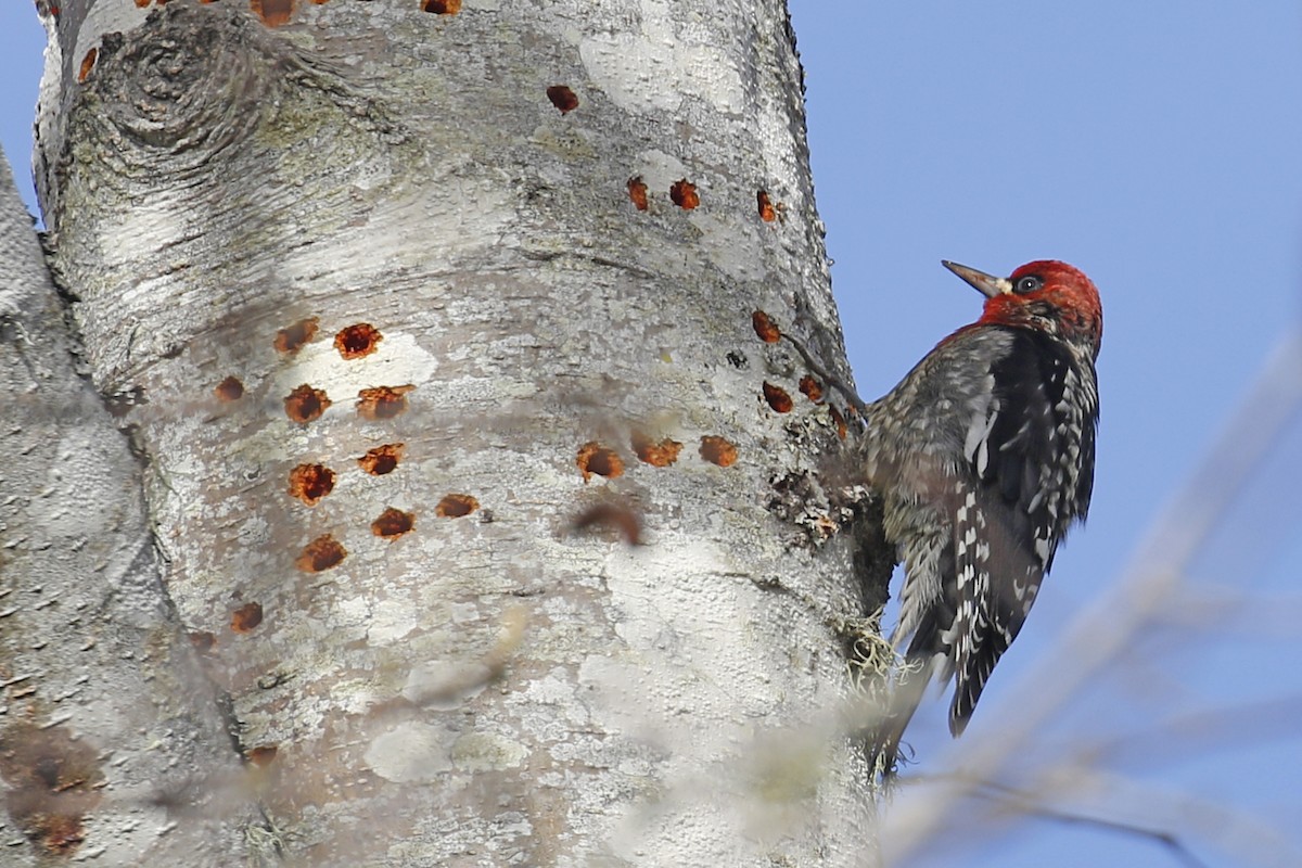 Red-breasted Sapsucker - Donna Pomeroy