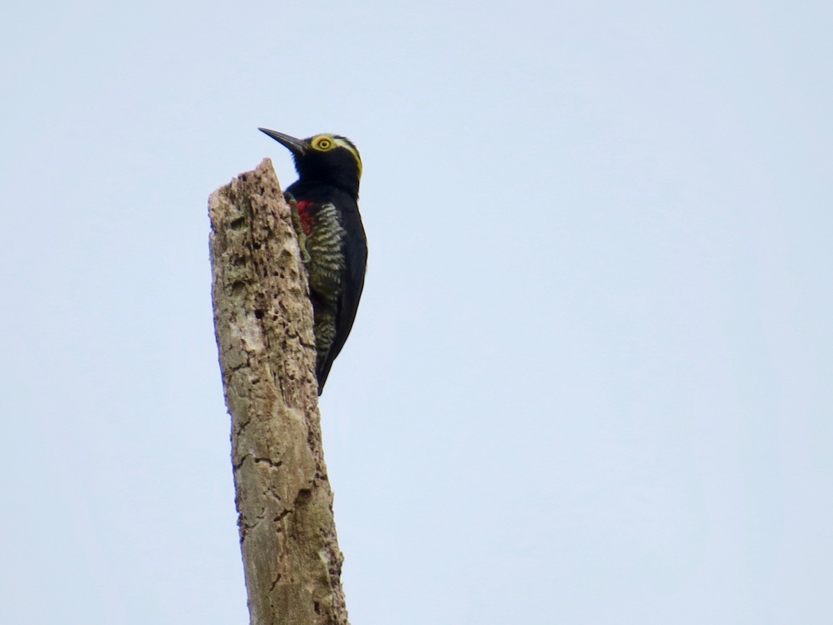 Yellow-tufted Woodpecker - Whitney Mortimer