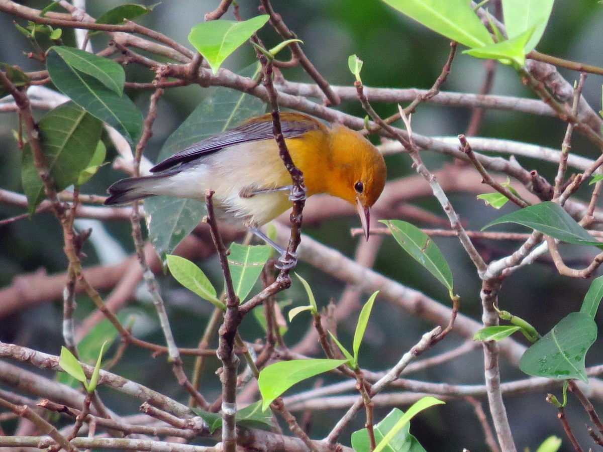Prothonotary Warbler - ML133979601
