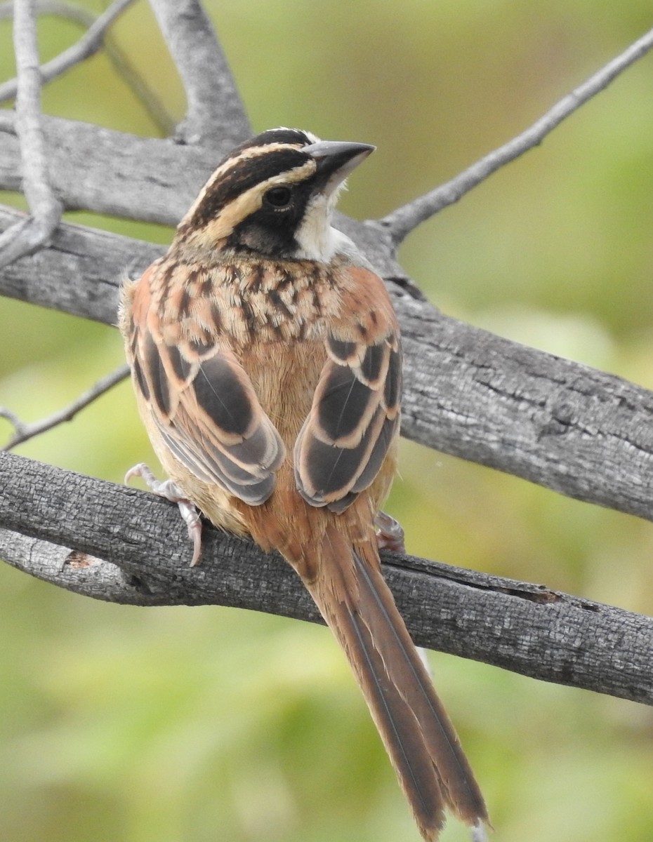 Stripe-headed Sparrow - ML133979661