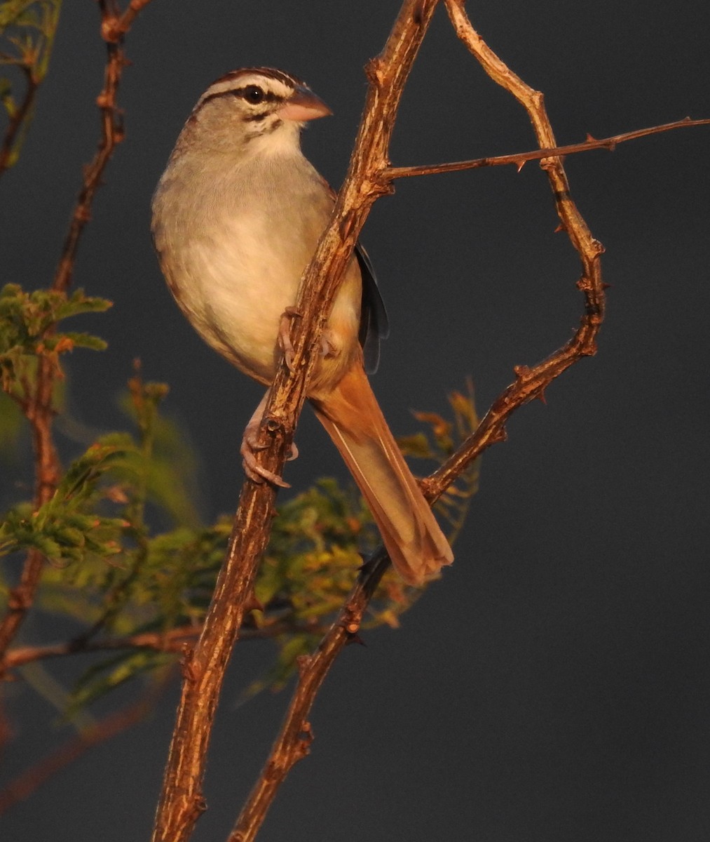 Cinnamon-tailed Sparrow - Daniel Lane