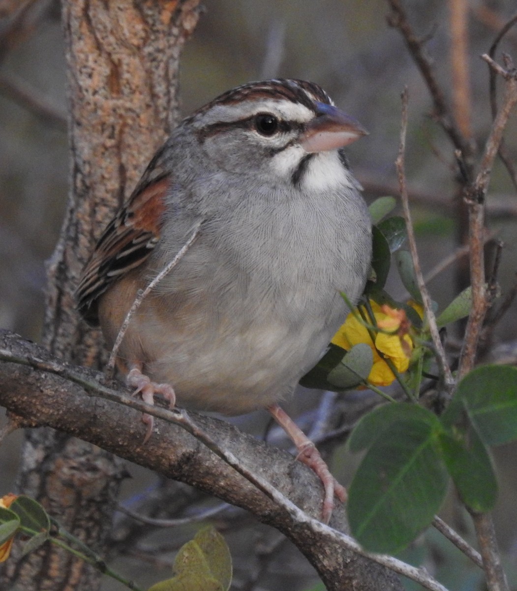 Cinnamon-tailed Sparrow - ML133981231