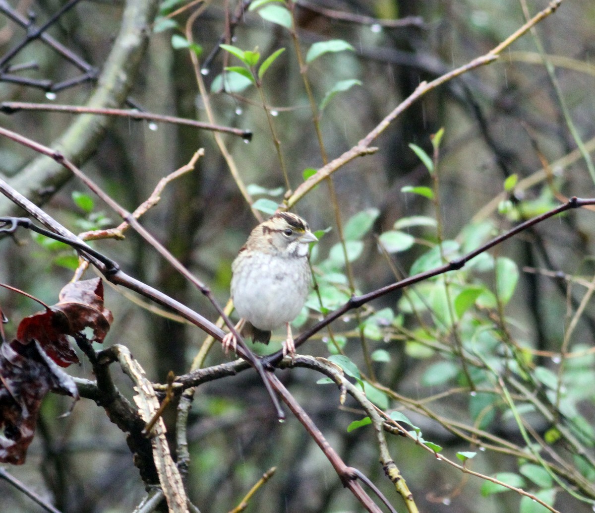 White-throated Sparrow - Cindy Franklin