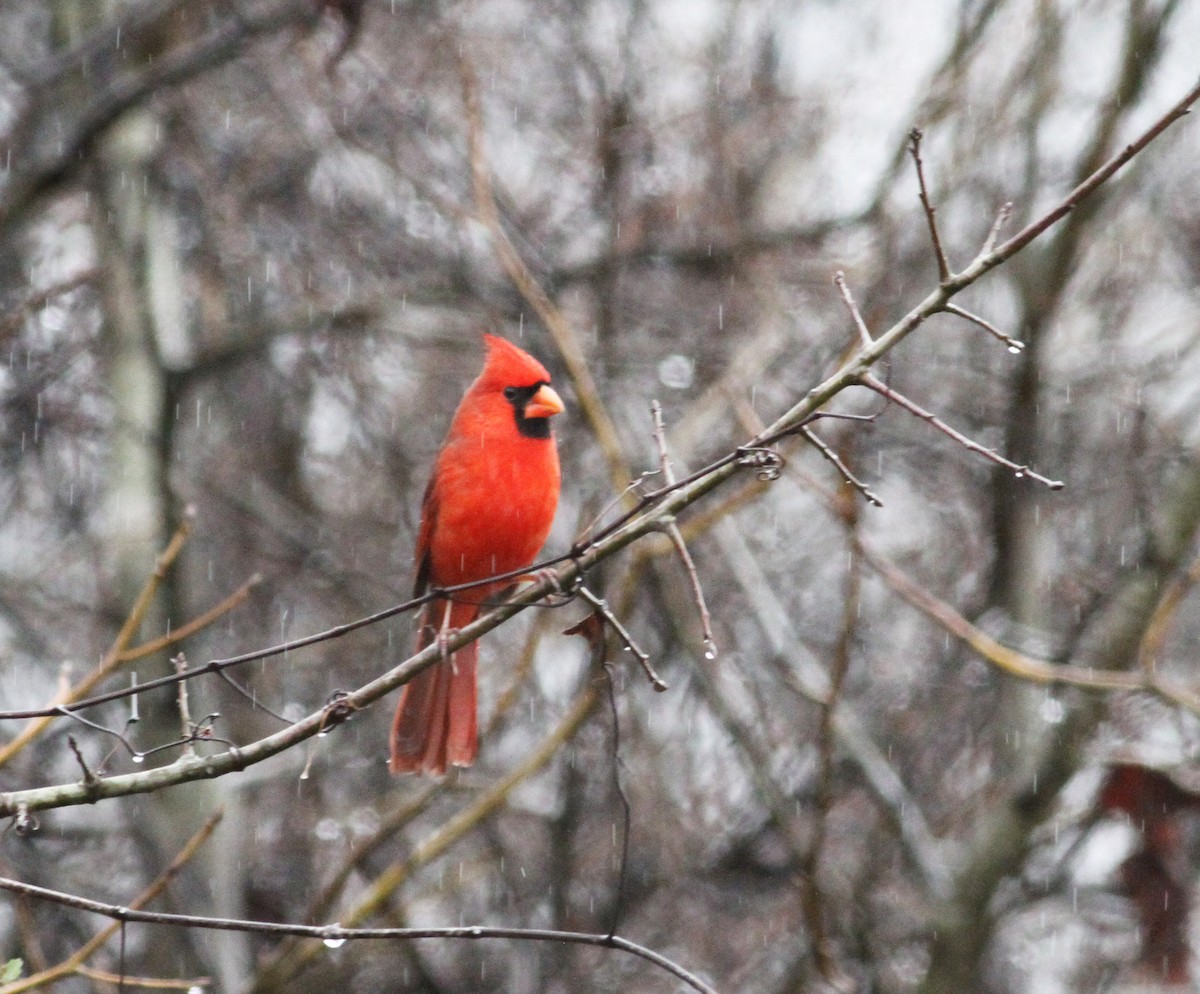 Cardinal rouge - ML133981481