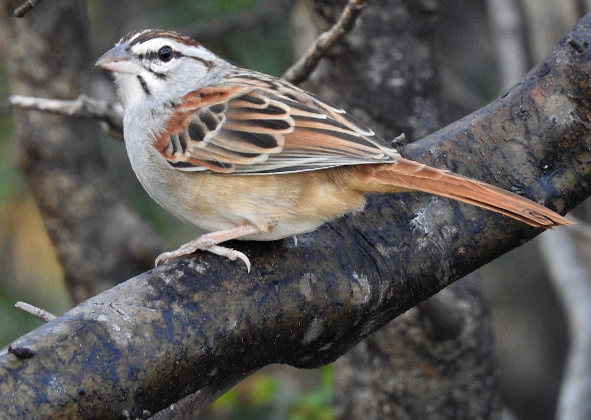 Cinnamon-tailed Sparrow - Daniel Lane