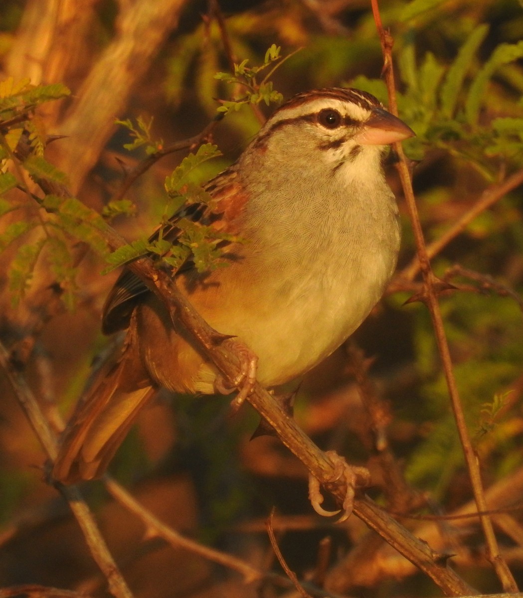 Cinnamon-tailed Sparrow - ML133981941