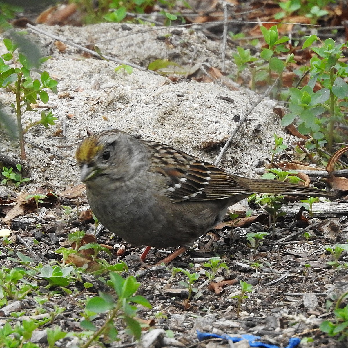 Golden-crowned Sparrow - Michelle Haglund