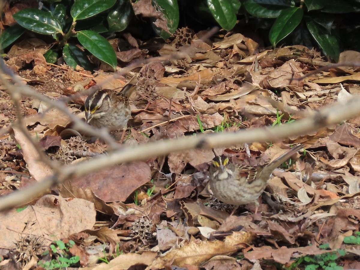 White-throated Sparrow - Joan Baker