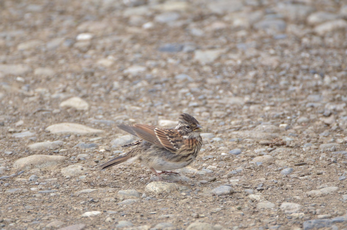 Rufous-collared Sparrow - Natacha González