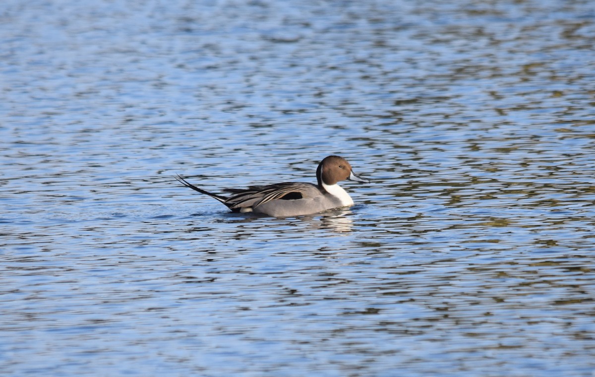 Northern Pintail - Jonathan Snyder