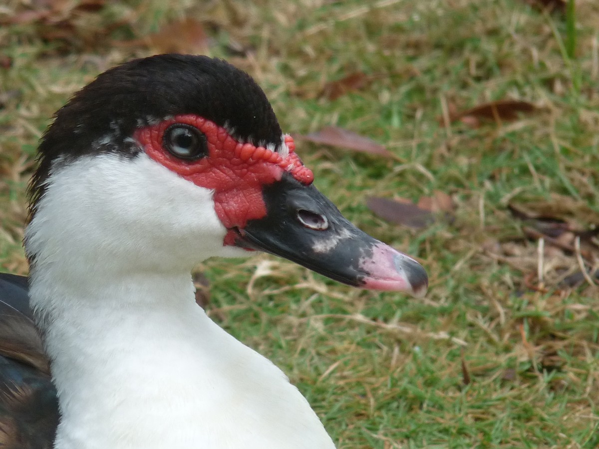 Muscovy Duck (Domestic type) - Marie O'Neill