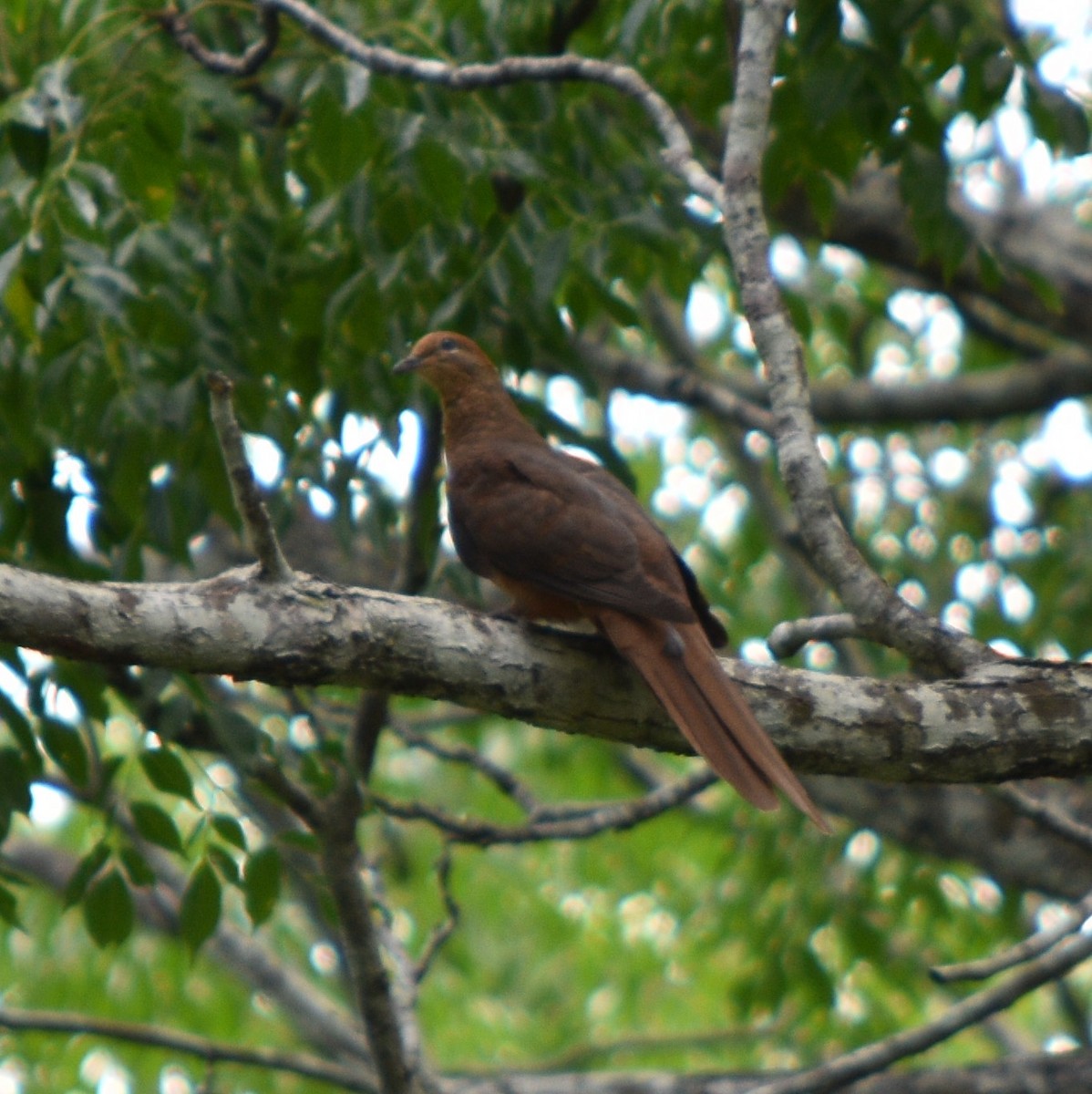 Brown Cuckoo-Dove - ML133995081