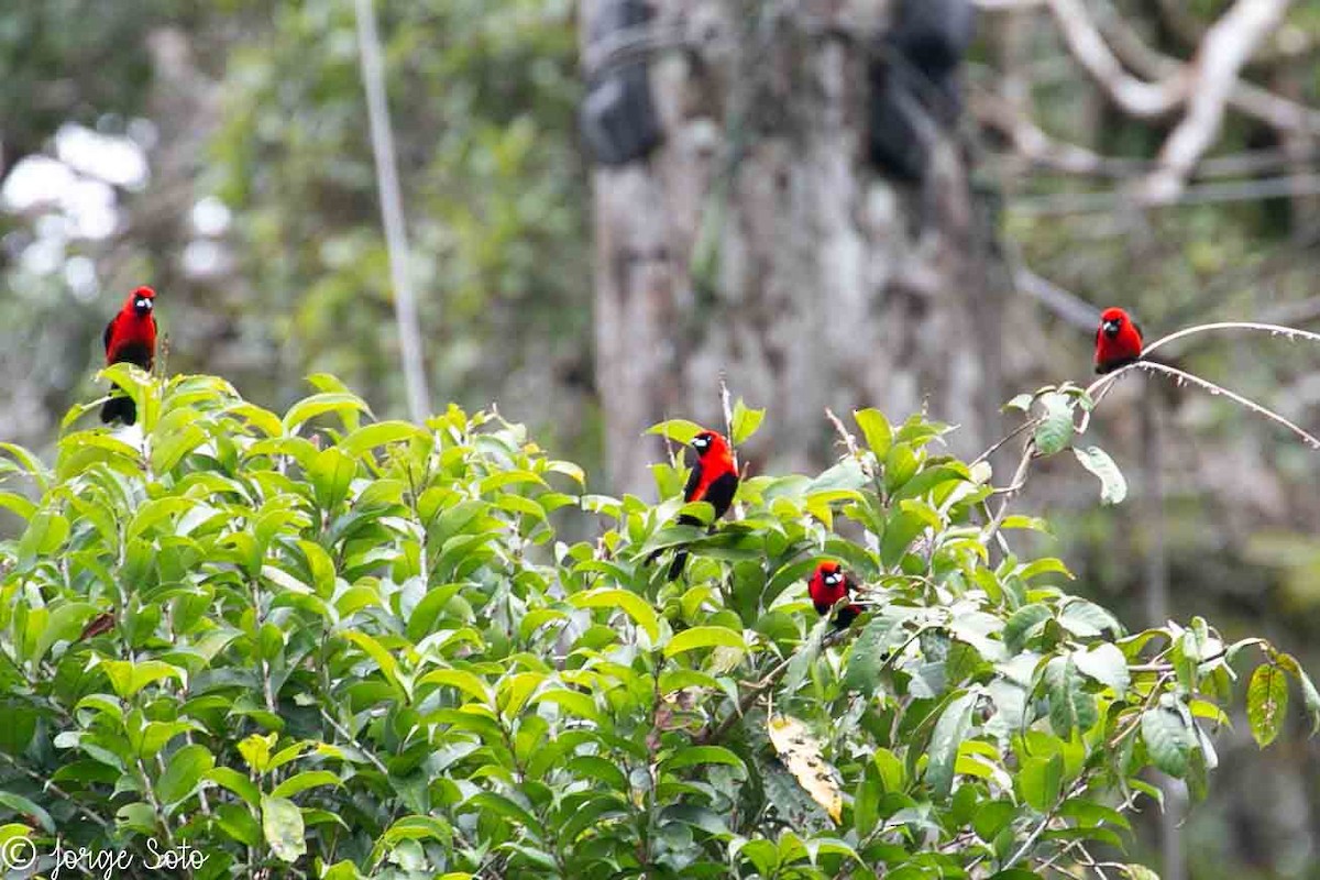 Masked Crimson Tanager - jorge soto