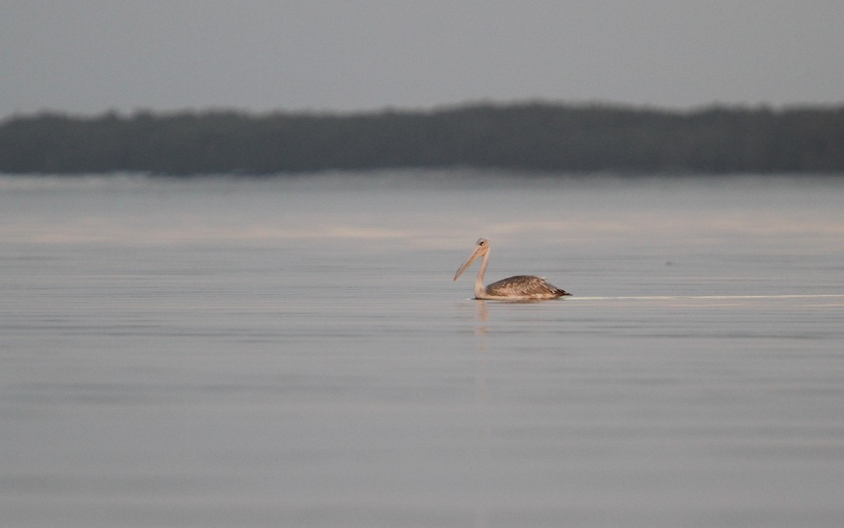 Pink-backed Pelican - ML133996681