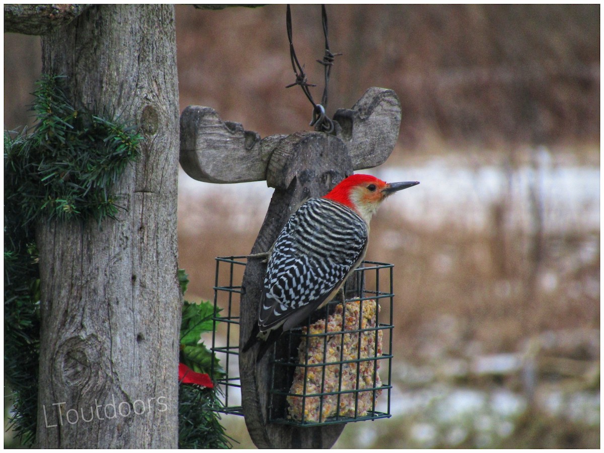 Red-bellied Woodpecker - ML133997911