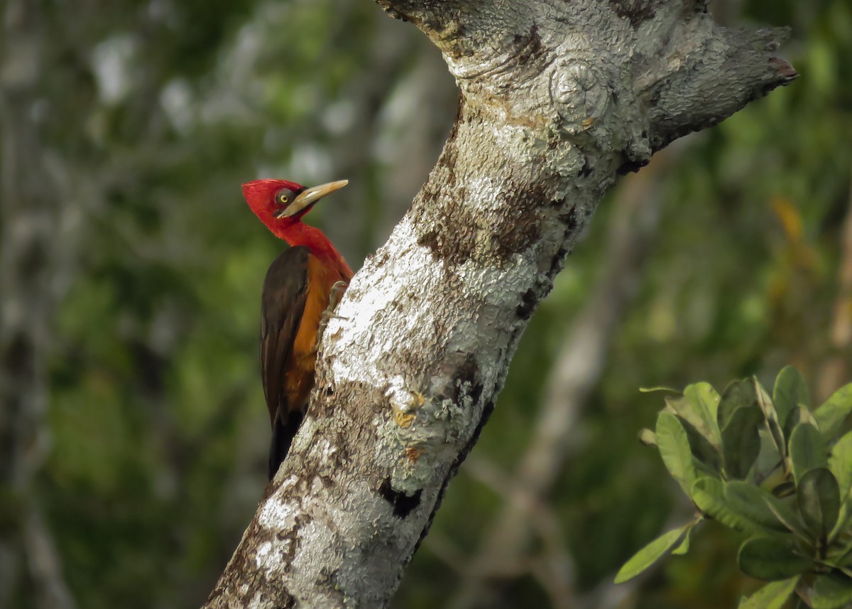 Red-necked Woodpecker - ML133998861