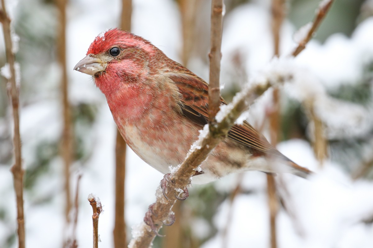 Purple Finch (Western) - ML134000521