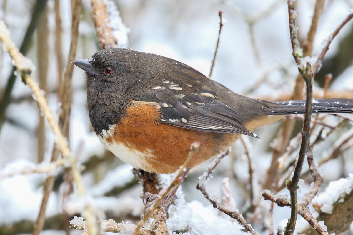 Spotted Towhee - ML134001581