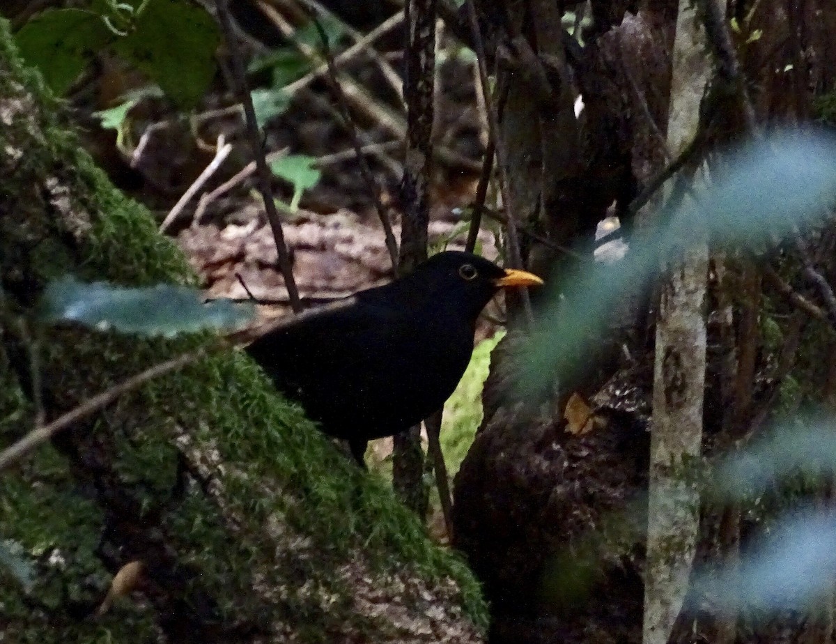 Eurasian Blackbird - ML134002171