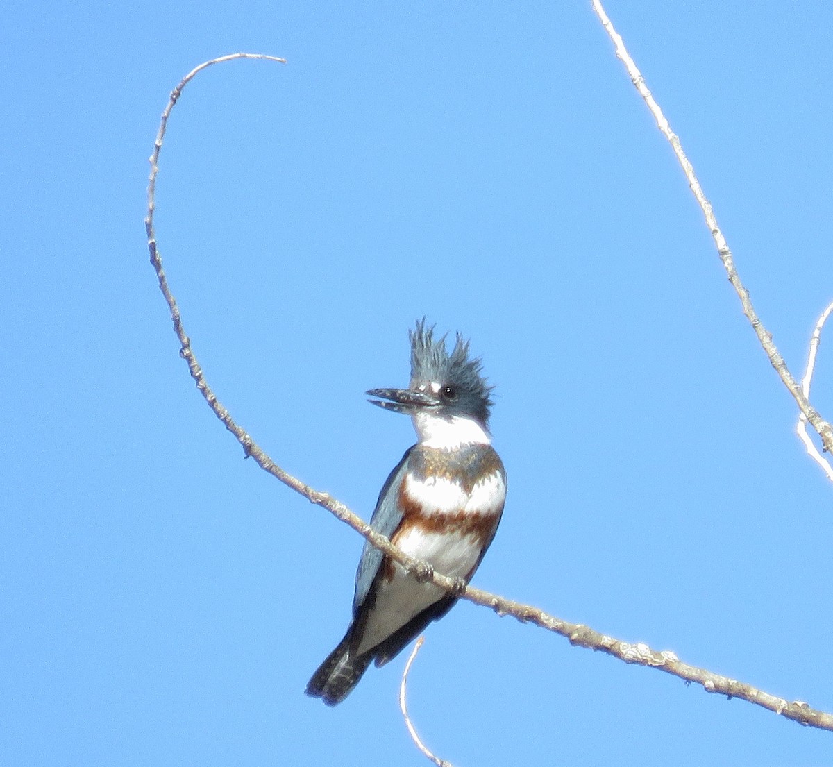 Belted Kingfisher - ML134003481