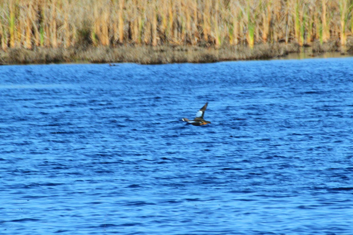 Blue-winged Teal - ML134005081