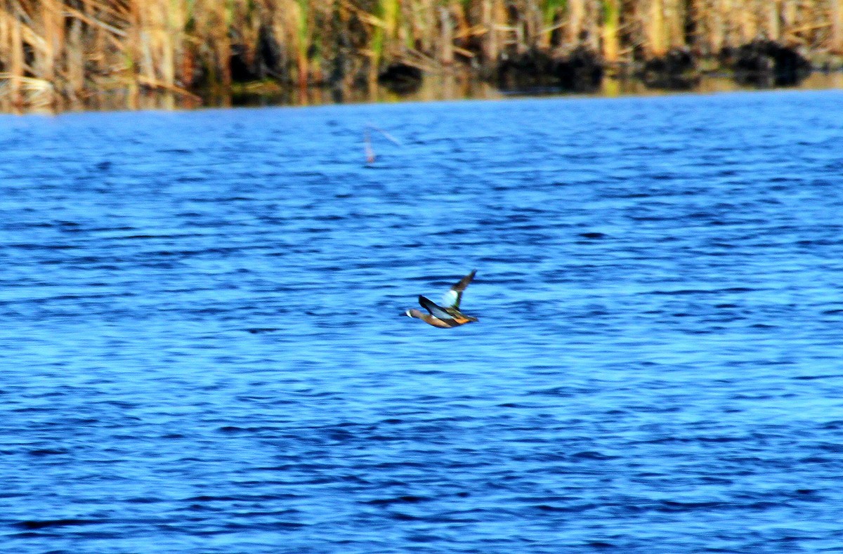 Blue-winged Teal - ML134005091