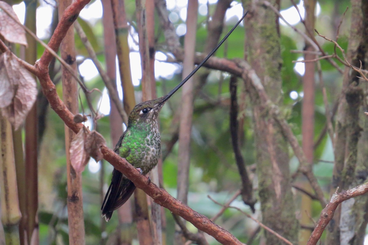 Sword-billed Hummingbird - ML134005541