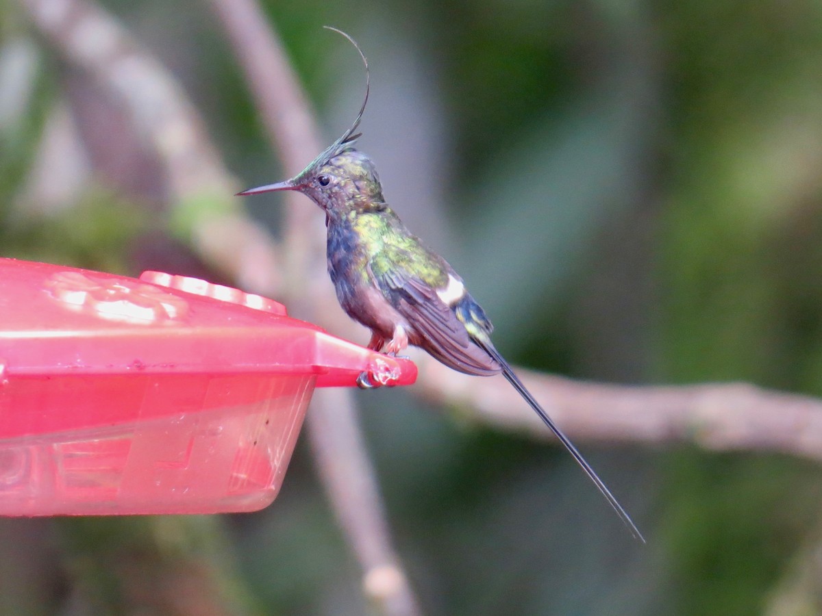 Wire-crested Thorntail - ML134007381