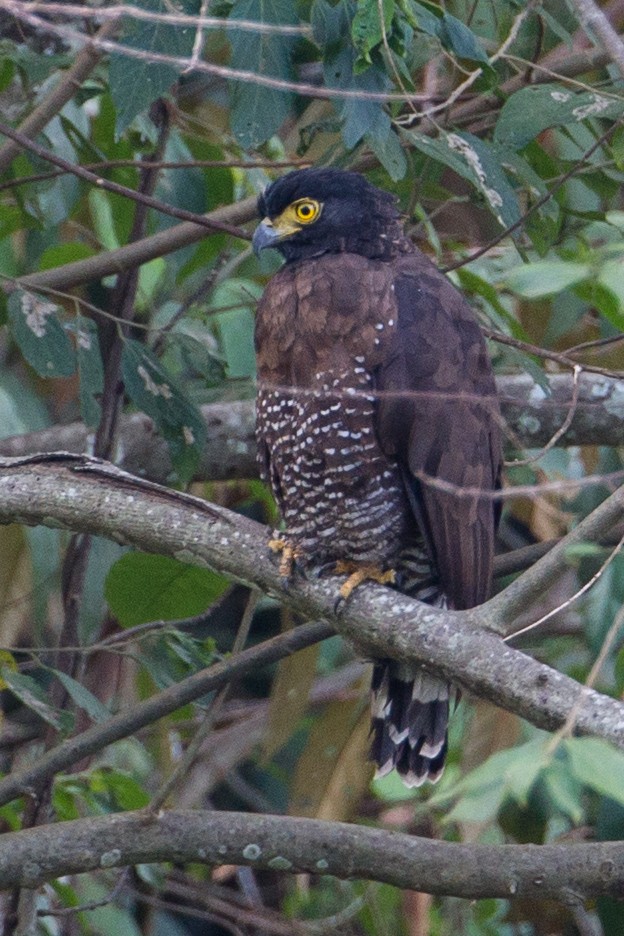 Sulawesi Serpent-Eagle - Christoph Moning