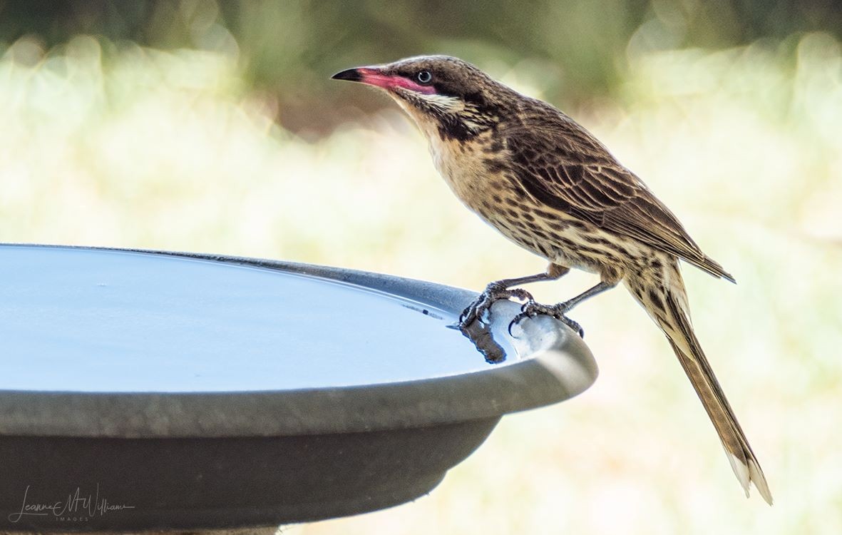 Spiny-cheeked Honeyeater - Leanne Williams