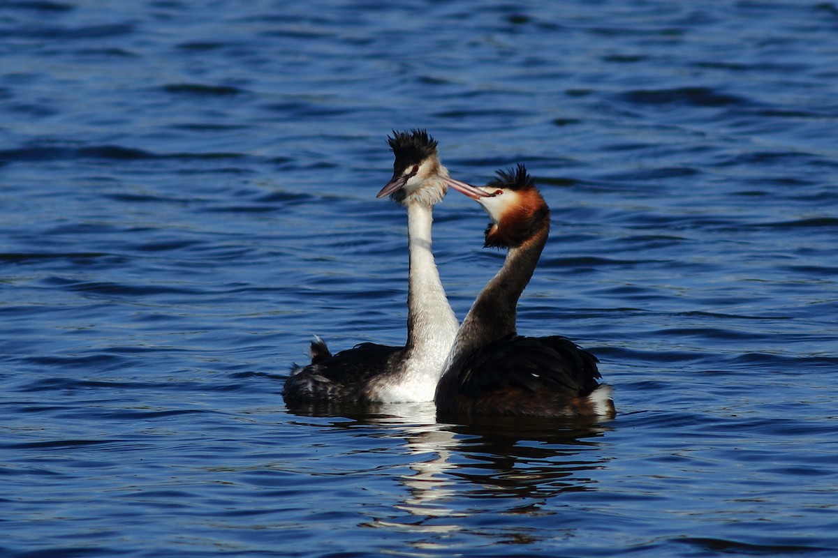 Great Crested Grebe - ML134013851