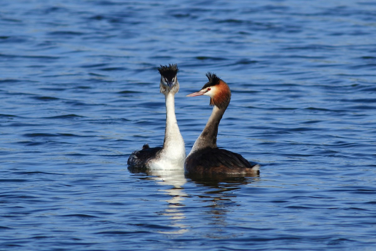 Great Crested Grebe - ML134013901