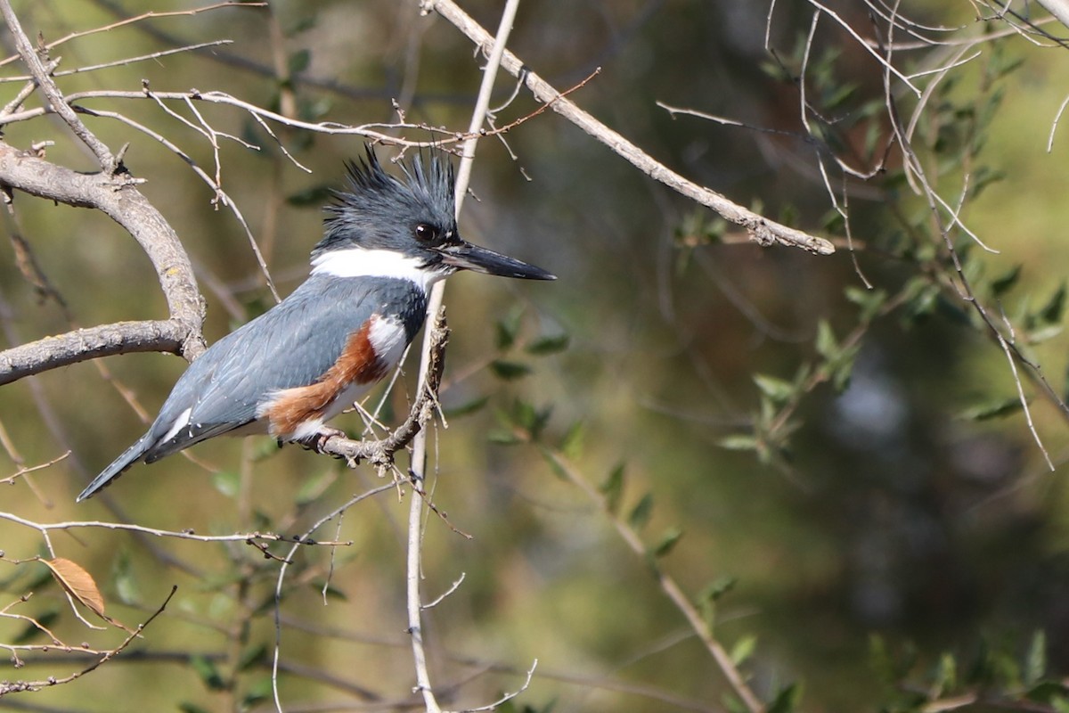 Belted Kingfisher - ML134019011