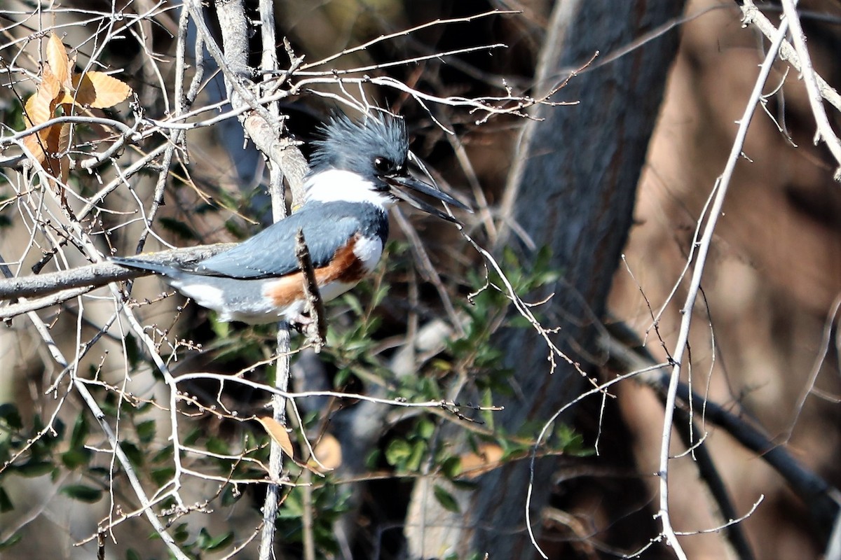 Belted Kingfisher - ML134019041