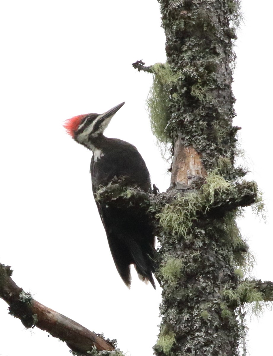 Pileated Woodpecker - Christine Howe