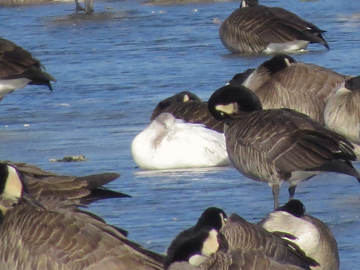 Ross's Goose - Ted Floyd